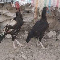 خروس ماده مرغ سالم
