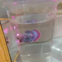 تعدادی فایتر ۳ الی ۴ ماهه فقط ۵۰ تومن