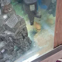 اکواریوم با لجن خوار طلایی و لوازم|ماهی|اسلامشهر, شهرک قائمیه|دیوار