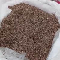 زیره کوهی