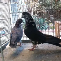 کبوتر کفتر چند جفت عالی|پرنده|فردیس, قریشی|دیوار