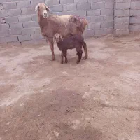 میش زایده|حیوانات مزرعه|تربت جام, جامرود|دیوار