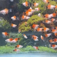 ماهی آکواریوم پلاتی میکی موس