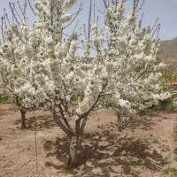 باغ ده ساله