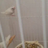 فنچ بنگالی باجوجه|پرنده|گلبهار, نوبهار|دیوار