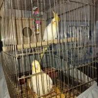 عروس هلندی بالغ جوجه داده