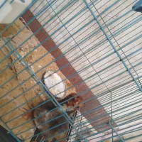 فروش یک عدد جوجه