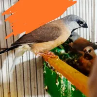 فنچ کراواتی و گلدین