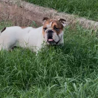 اینگیلیش بوداگ|سگ|قائمشهر, |دیوار