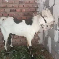نری پاکستانی