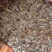 تخمه آفتابگردان اس 400