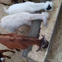 بز نر و ماده