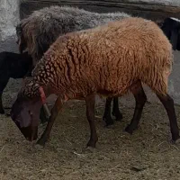 بره ماده هترو حدود ۳۵ روزه ابستن