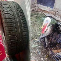 بوقلمون ولاستیک