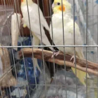 جفت عروس هلندی مولد|پرنده|دزفول, |دیوار