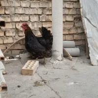 مرغ محلی سیاه زغالی