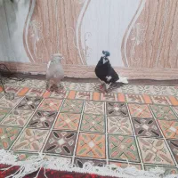کبوتر دم سفید|پرنده|اهواز, کوی علوی|دیوار