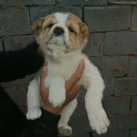 توله خراسانی