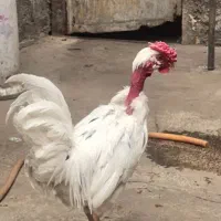 گلین خروس گردن لخت