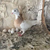 طوقی ماده
