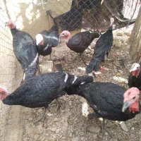 بوقلمون|حیوانات مزرعه|بکتاش, |دیوار