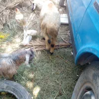 فروشی