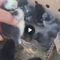 جوجه سوپر فوق سنگین بلک