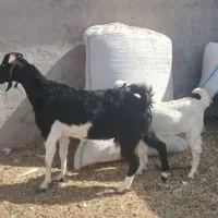 بز باکهره نر