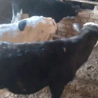 گوساله|حیوانات مزرعه|قنوات, |دیوار