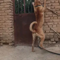 سگ سرابی نگهبان