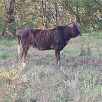 لیشه  گاو چالوسی آس|حیوانات مزرعه|املش, |دیوار