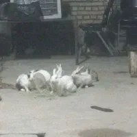 فروش خرگوش