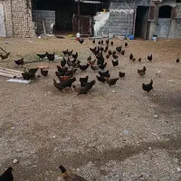 مرغ جوان تخم کن