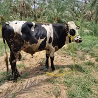 دوتا گاو سیمنتال