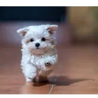 جیبی پالتیپو