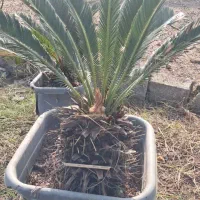 سیکاس|گل و گیاه طبیعی|نشتارود, |دیوار