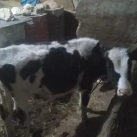 گوساله ماده