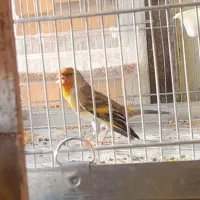 سهره قناری دهن لر  وجوجه سهره ۵ماهه