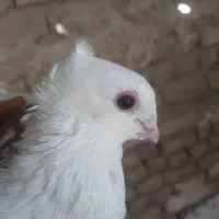 کبوتر نوک قناری|پرنده|ماهدشت, |دیوار