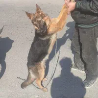 سگ ژرمن شپرد