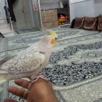 عروس|پرنده|اردکان, |دیوار