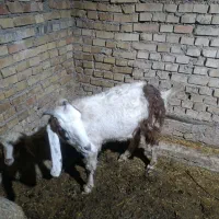 2 بز و بزغاله هاشون ...1 بز ابستن|حیوانات مزرعه|کارون, |دیوار