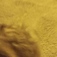 سگ شیتزو تربیت شده|سگ|امیدیه, |دیوار