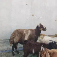 چوش چاتمه و قوچ|حیوانات مزرعه|سیمین شهر, |دیوار