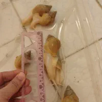 حلزون|خزنده|قم, نوقطار|دیوار