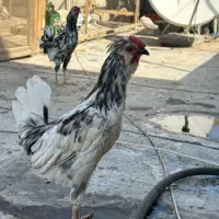 خروس گلین جوان اصل