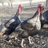 هشدرخان|حیوانات مزرعه|مشگین شهر, |دیوار