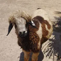 بره بختیاری داشتی