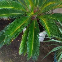 سیکاس ۷ ساله