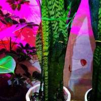 گیاه طبیعی|گل و گیاه طبیعی|خرمشهر, |دیوار